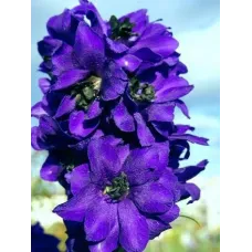 Дельфиниум Magic Fontaine Dark blue dark eye Дельфиниум Magic Fontaine Dark blue dark eye