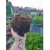 Клематис Krakowiak Клематис Krakowiak